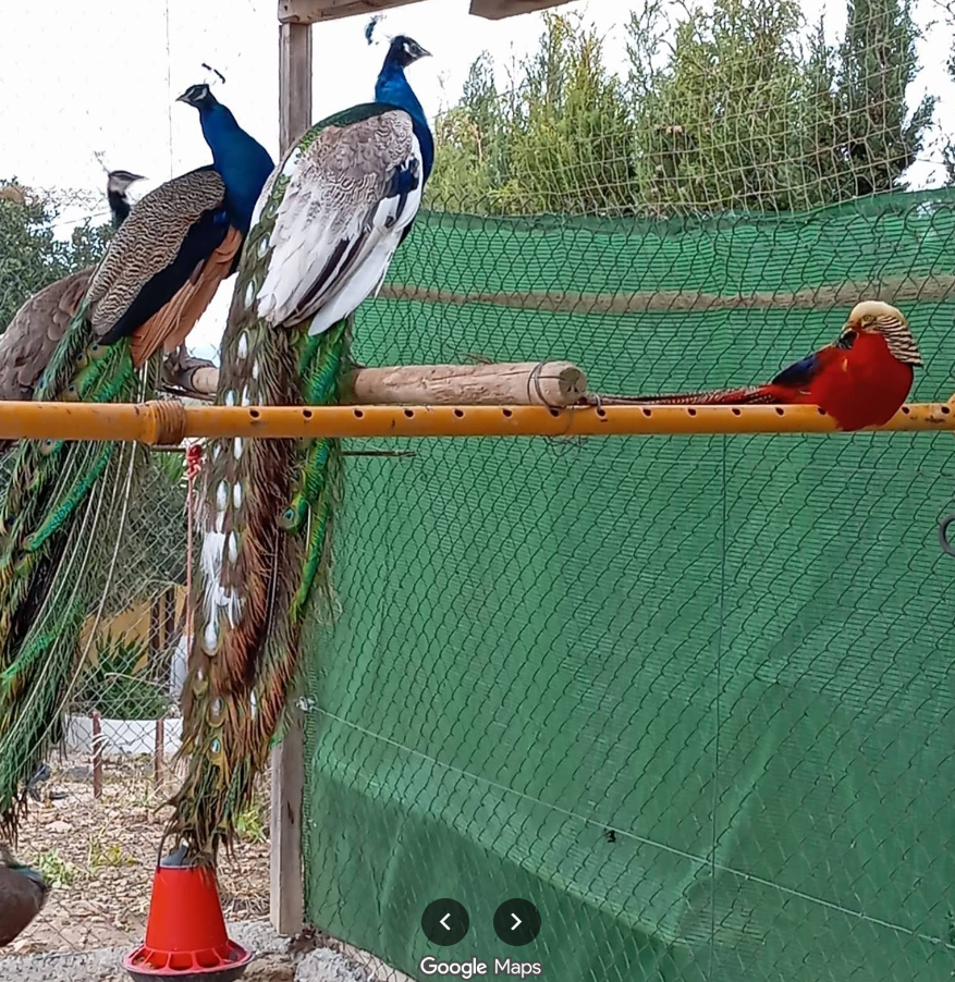 Aves