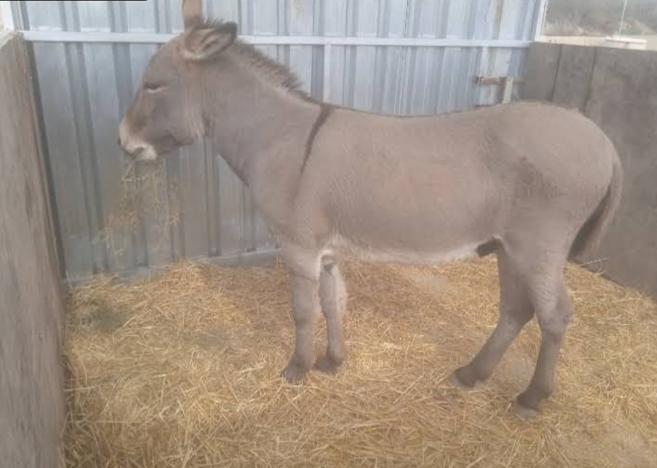 Burro