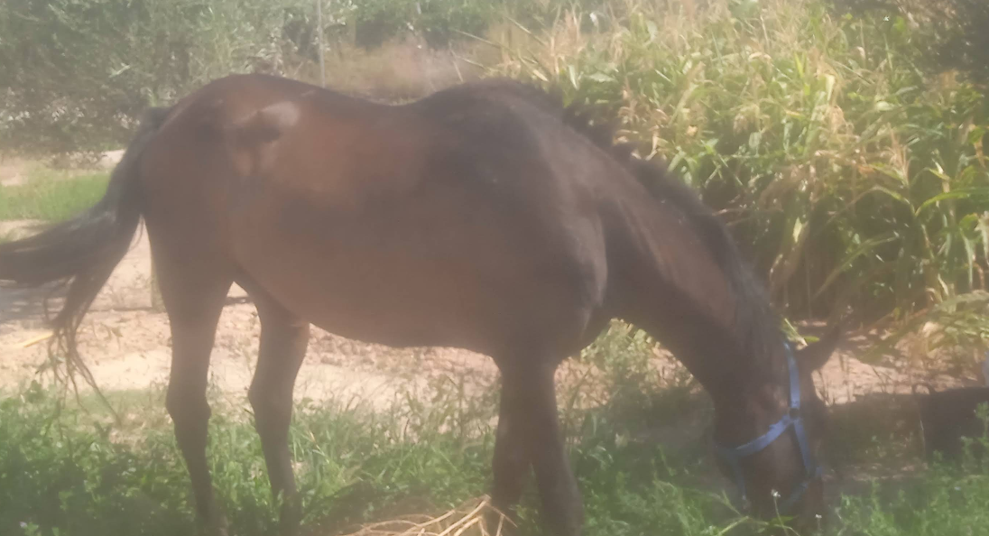 Caballo