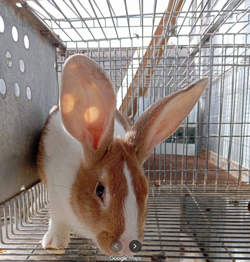 Conejo
